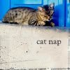 th_cat82b-1.jpg