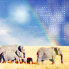 th_elephant01-1.png