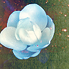 th_flower12_navipermari-1.png