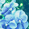 th_flower19_navipermari-1.png