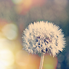 th_flower6_navipermari-1.png