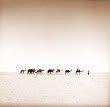 th_ist1_1102986_salt_caravan_in_the_sa-1.jpg