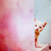 th_kitty1-1.png