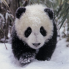 th_pandachallenge3-1.png