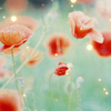 th_poppy1-1.png