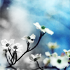 th_stock_100flowers_blackandwhite-1.png