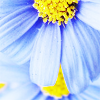 th_stock_babyblueflower_02-1.png