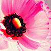 th_stockpinkflower-1.png