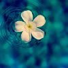 th_thFloweronWater-1.jpg