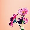 th_thFlowers1-1.jpg