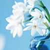 th_thflowers_002-1.png