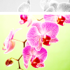 th_week24orchid-1.png
