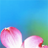th_windblown_songdgwd07-1.png