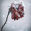 th_winterflower-1.jpg