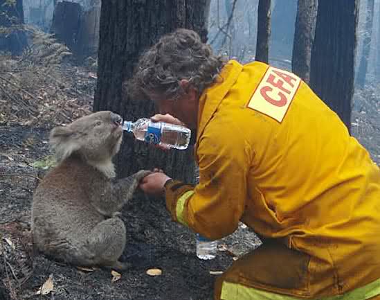 297pyu 1 - Australian bushfires: Nearly 100 dead in deadliest ever blaze