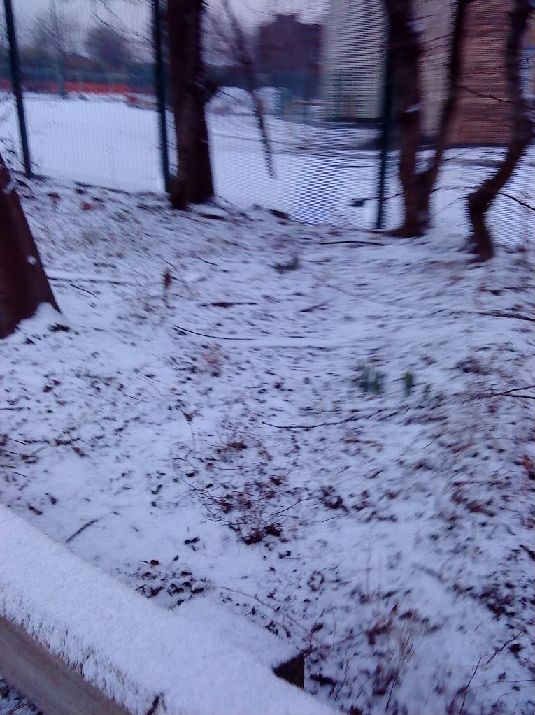 DSC00105-1.jpg