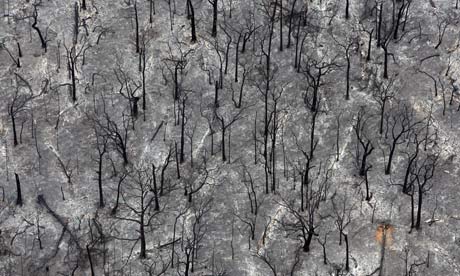 KinglakeAustraliaTrees001 1 - Australian bushfires: Nearly 100 dead in deadliest ever blaze