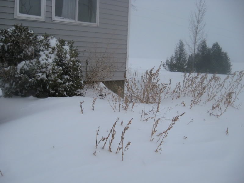 Snow003-1.jpg