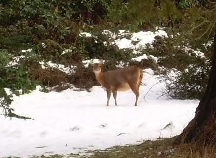 deer1-1.jpg