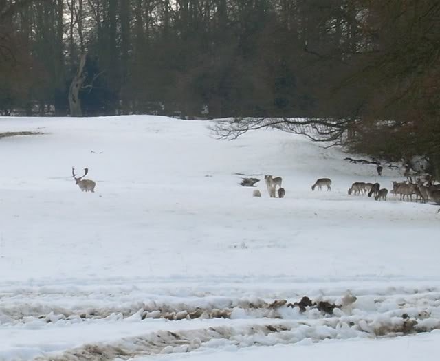 deerherdclose1-1.jpg