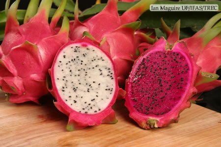 dragonfruit3-1.jpg