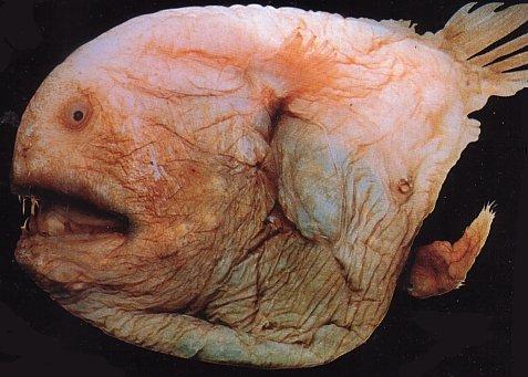 fangtoothfish1-1.jpg