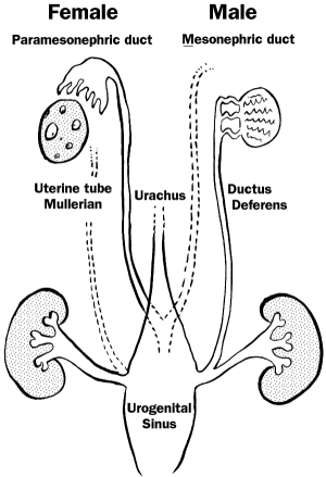 persisting_ducts-1.gif