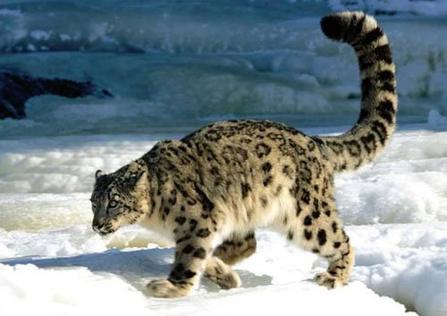 snow leopard1 1 - Leopard VS crocodile