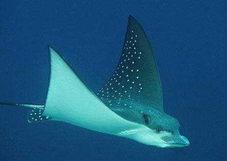 stingray_big-1.jpg