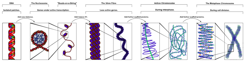 800pxChromatin Structures 1 - Biological Evolution – An Islamic Perspective