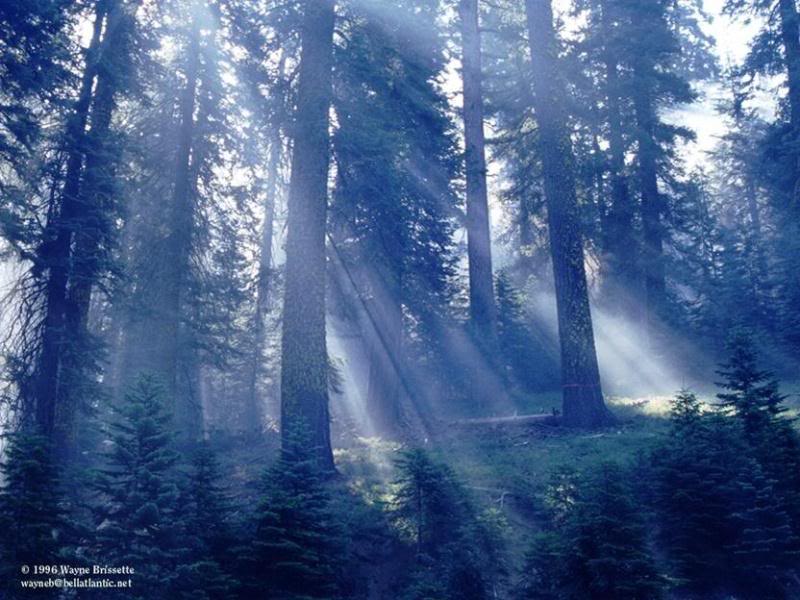Forest-1.jpg