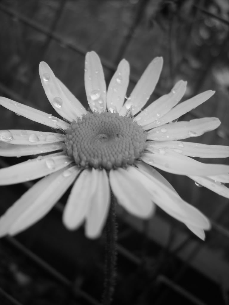 PICT0085-1.jpg