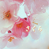 th_sakura1-1.png