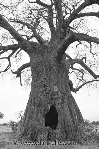 tree05big 1 - Haunted Images
