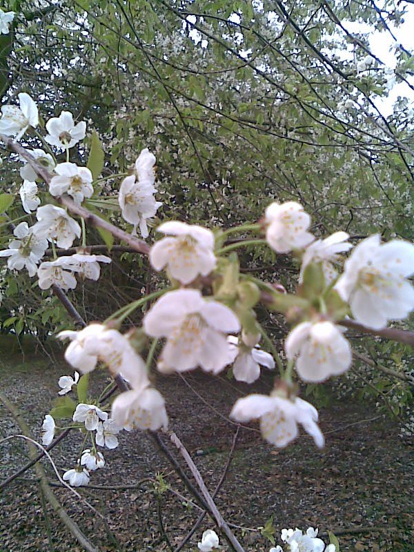 BlossomTree 1 - Show us your Photography skills!