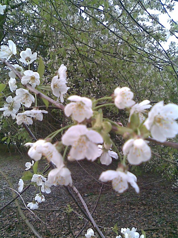 BlossomTree-1.jpg
