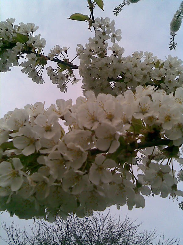 BlossomTreeSik 1 - Show us your Photography skills!