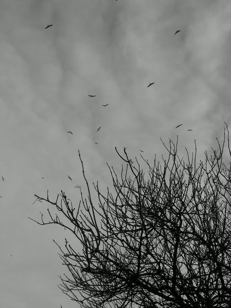 DSC00132-1.jpg