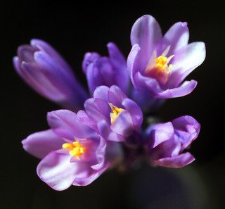 Dichelostemma_capitatum_flowersI_JP523-1.jpg