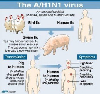 captphoto 124100662286210354x331custom 1 - Swine Flu: Facts & Precautions | What is Your Local Muslim Community Doing About It?