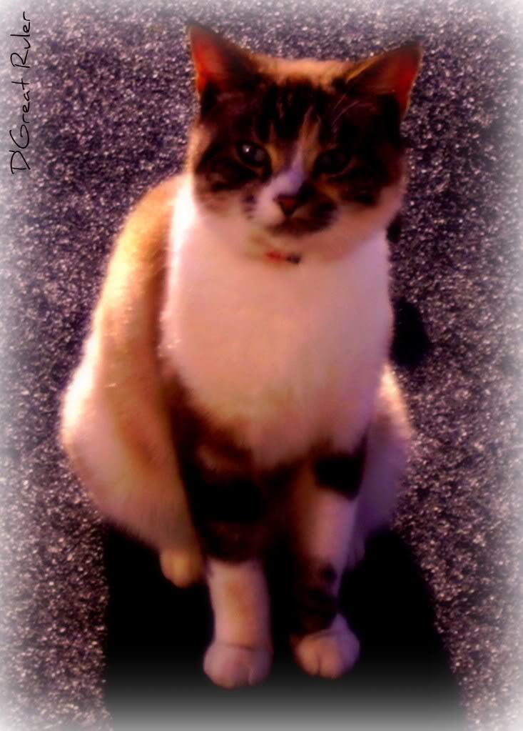 cat3-1.jpg