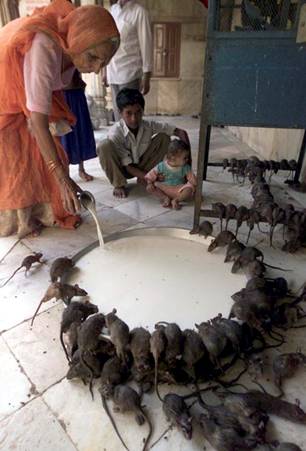india-1.jpg