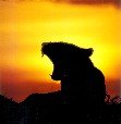 lioness-1.jpg