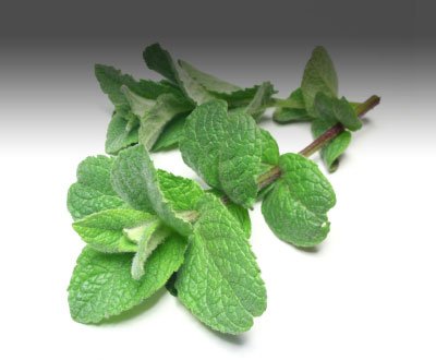 peppermint-1.jpg