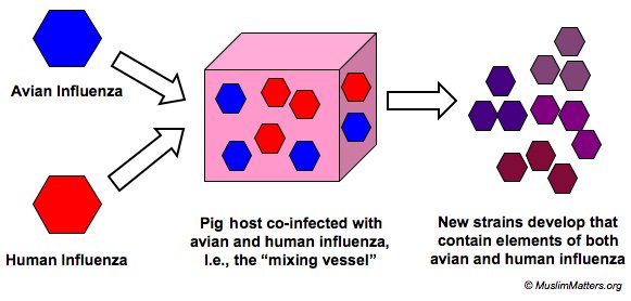 swineflu-1.jpg