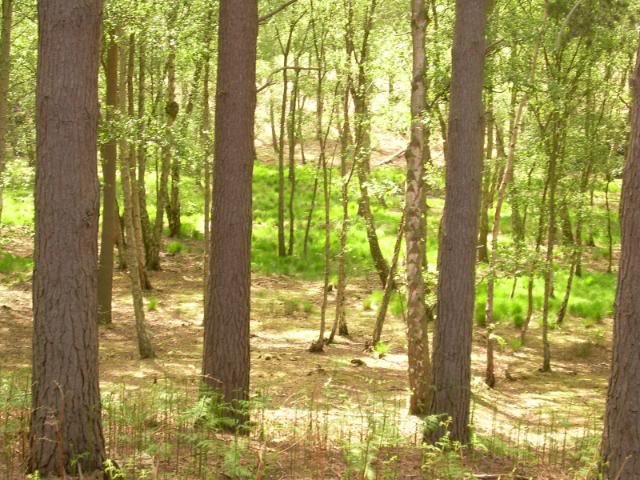 DSCN6215-1.jpg