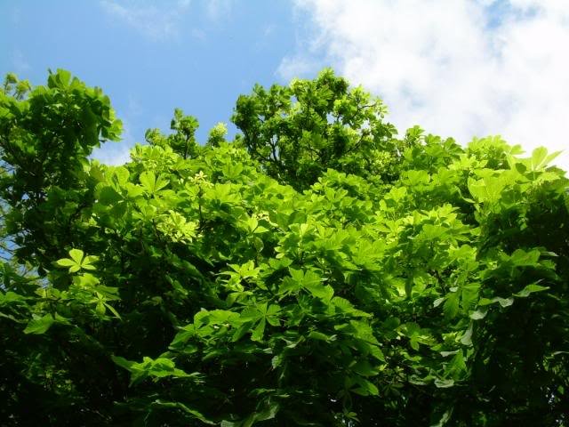 DSCN6266-1.jpg