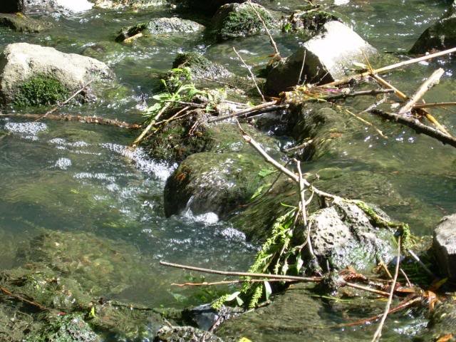 DSCN6278-1.jpg