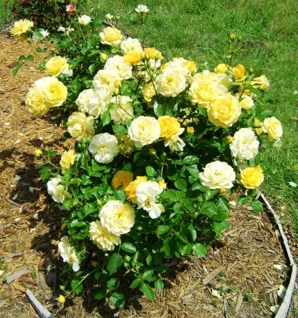 Yellowroseresized 1 - How does your garden grow?