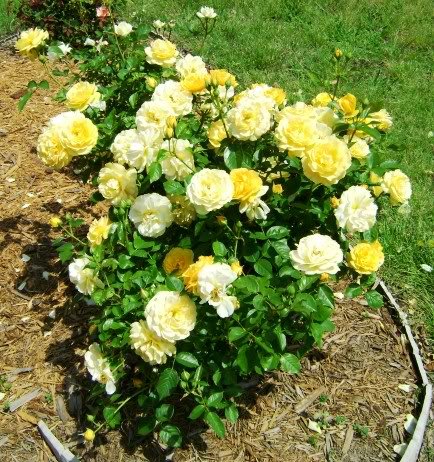 Yellowroseresized-1.jpg
